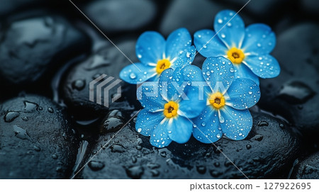 Delicate blue flower forget-me nots dew drops on dark stone with puddles of water 127922695