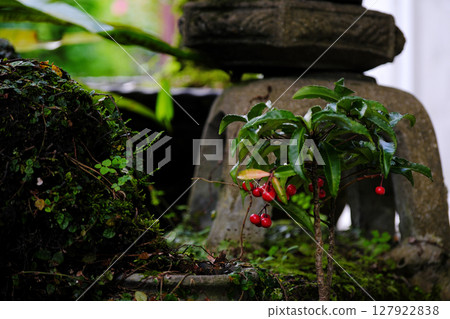 燈籠和冬青 127922838