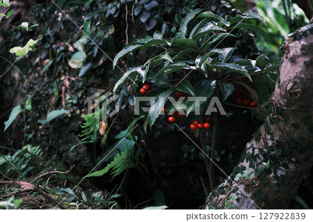 Red holly Red holly 127922839