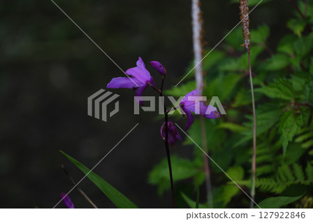 紫色矽烷花 紫色矽烷花 127922846