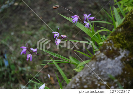 牆上盛開的白芨 牆上盛開的白芨 127922847