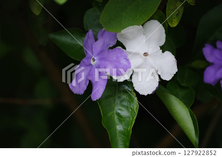 Purple and white fragrant pine 127922852