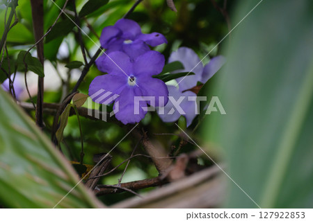 Cute Smelly Van Festival 127922853