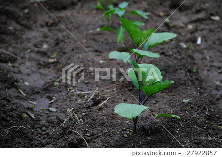 茄子苗 127922857