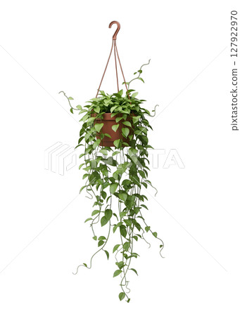 Green Trailing Plant in a Hanging Pot Minimalist 3D Rendering in a Soft And Smooth Renderer Green Trailing Plant in a Hanging Pot Minimalist 3D Rendering in a Soft And Smooth Renderer 127922970