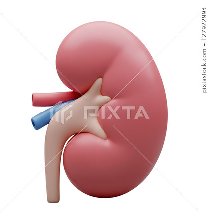 Anatomical Model of a Human Kidney Minimalist 3D Rendering in a Soft And Smooth Renderer 127922993