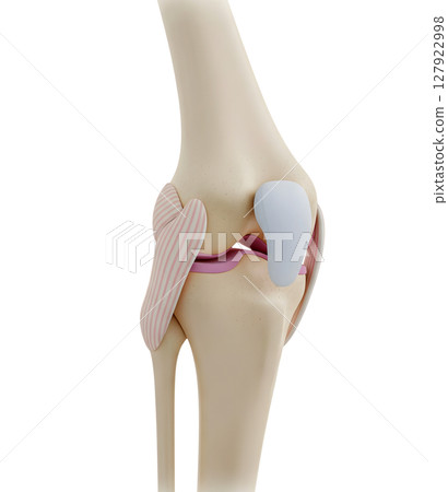 Anatomical Model of the Human Knee Joint Minimalist 3D Rendering in a Soft And Smooth Renderer 127922998