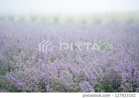 Purple cat mint flowers blooming 127923102
