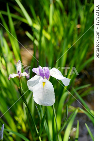 鳶尾花 鳶尾花 127923116