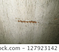 Reinforced concrete structure with exposed rebar due to insufficient covering thickness 127923142
