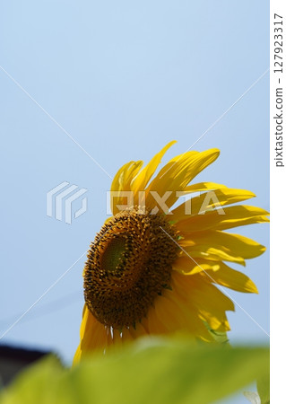 A sunflower blooming towards the sky 127923317