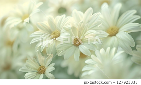 Stunning vibrant white daisies blossoming botanical natural environment Stunning vibrant white daisies blossoming botanical natural environment 127923333
