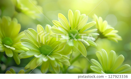 Stunning vibrant green flower blossoming botanical natural environment 127923336