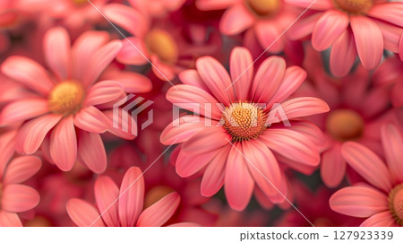 Stunning vibrant red daisies blossoming botanical natural environment 127923339