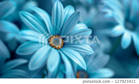 Stunning vibrant blue daisies blossoming botanical natural environment 127923421