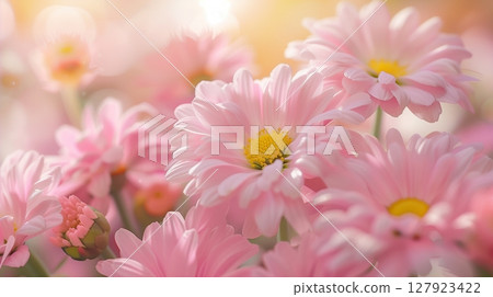 Stunning vibrant pink daisies blossoming botanical natural environment 127923422