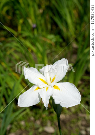 花鏟 花鏟 127923452