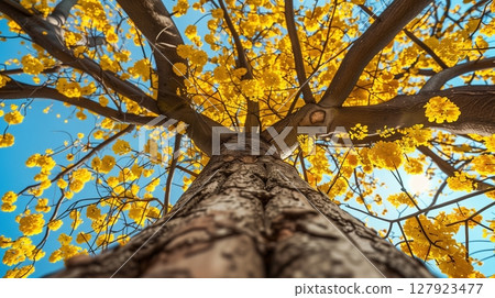 Captivating tree trunk wood with yellow blossom from low angle view perspective and blue sky 127923477