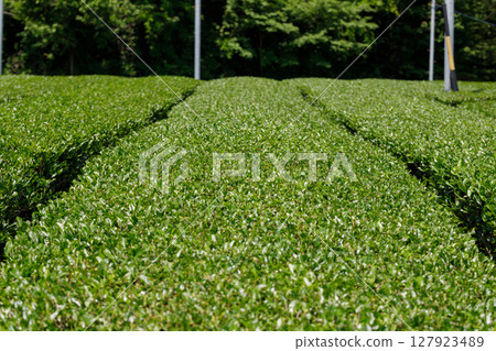 A close-up of the ridges in a tea field after tea picking. A close-up of the ridges in a tea field after tea picking. 127923489