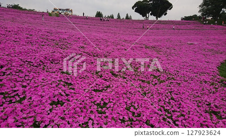 牽牛花花園 127923624
