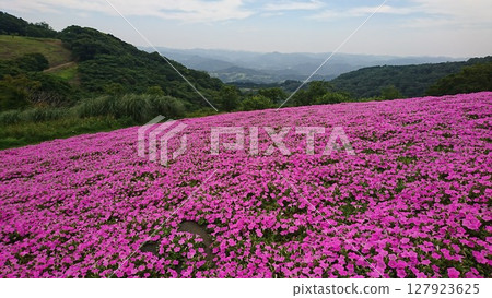 矮牽牛山 127923625