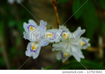 White flowers of Shiga 127923661