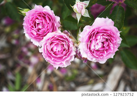 Rose flower Rose flower 127923752