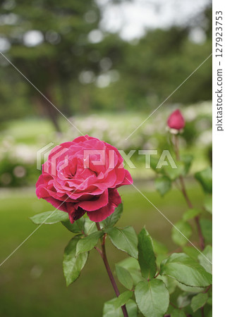 Rose flower Rose flower 127923753