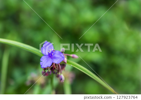 Yu Murasaki Yukusa's Flower Yu Murasaki Yukusa's Flower 127923764