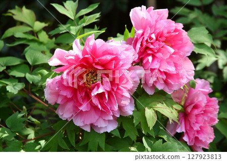 Hase Peony Garden 127923813