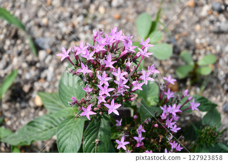 Pentas gracilis Egyptian starcluster Pentas gracilis Egyptian starcluster 127923858