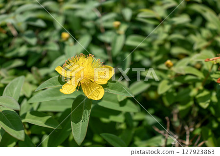 Yellow flower of Hypericum patulum 127923863