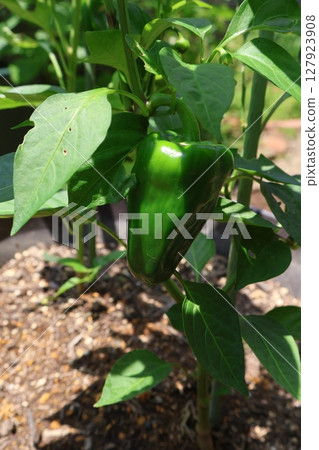 在種植箱中種植的甜椒 在種植箱中種植的甜椒 127923908