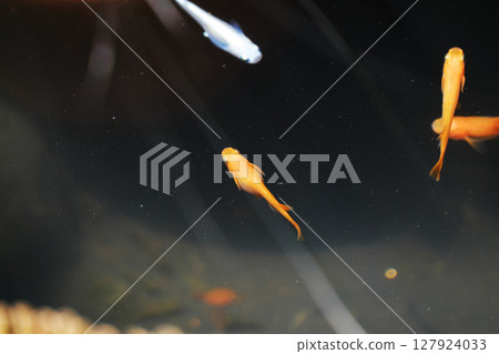 可愛的紅色鱂魚 可愛的紅色鱂魚 127924033