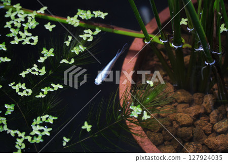 Killifish in an outdoor aquarium Killifish in an outdoor aquarium 127924035