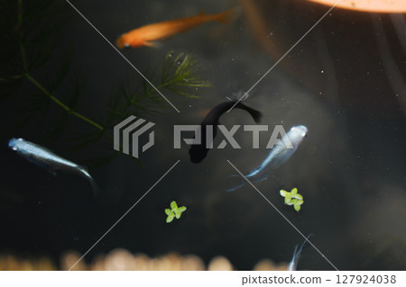 Many killifish swimming on the water surface 127924038