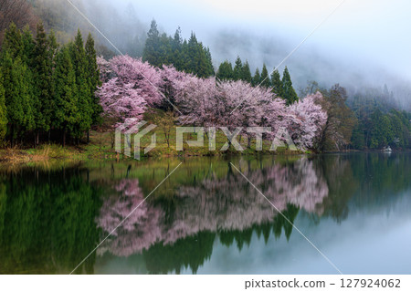 [Nagano Prefecture] Cherry blossoms in full bloom reflected on the lake surface at Lake Nakatsuna 127924062