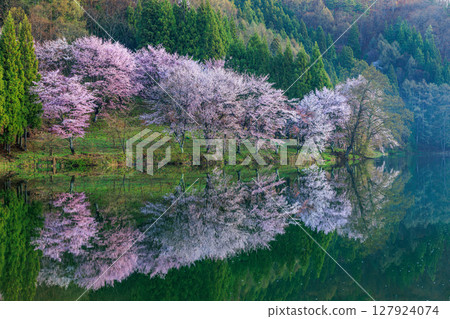 【長野縣】中綱湖面上倒映著盛開的櫻花 127924074