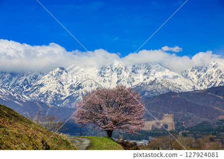 [Nagano Prefecture] Hakuba, the Northern Alps and a single cherry tree in full bloom 127924081