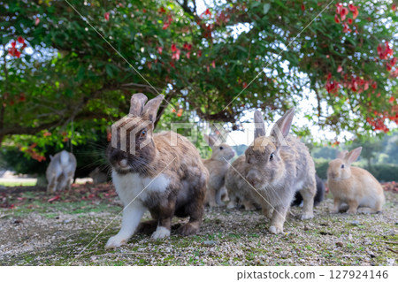 Perm and Mohawk rabbits heading out into the city Perm and Mohawk rabbits heading out into the city 127924146