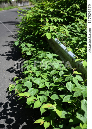 護欄上生長的植物 127924279