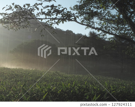 無數的絲線懸掛在樹枝上（20250629053823） 127924311