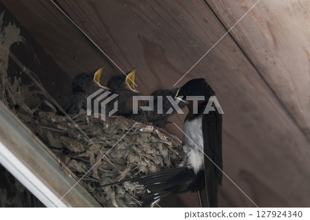 燕子小雞吃食物 127924340