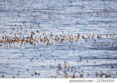The image features a serene water body with numerous plant stalks The image features a serene water body with numerous plant stalks 127924350