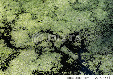 Abstract natural background. Peaceful image showcasing green duckweed Abstract natural background. Peaceful image showcasing green duckweed 127924351
