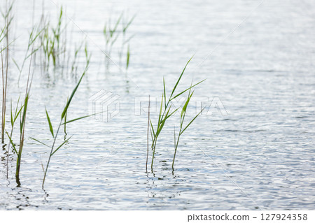 A serene aquatic landscape featuring delicate green reeds 127924358