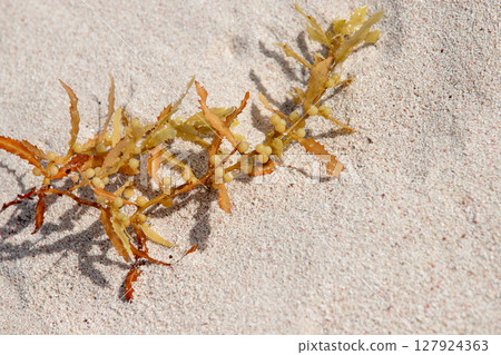 Yellow seaweed branch lies on bright white sand Yellow seaweed branch lies on bright white sand 127924363