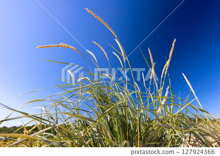 Leymus arenarius grass grows under a deep blue sky, illuminated by sunlight 127924366