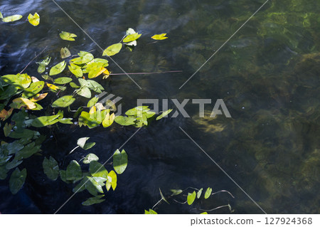 Bright green water lilies leaves floating serenely on a clear pond surface 127924368