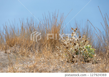 Sunlit dried grass and wild plants on an arid soil patch,  Eryngium Maritimum 127924369